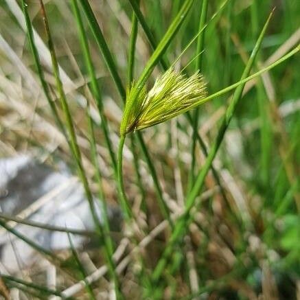 Carex bohemica Flor