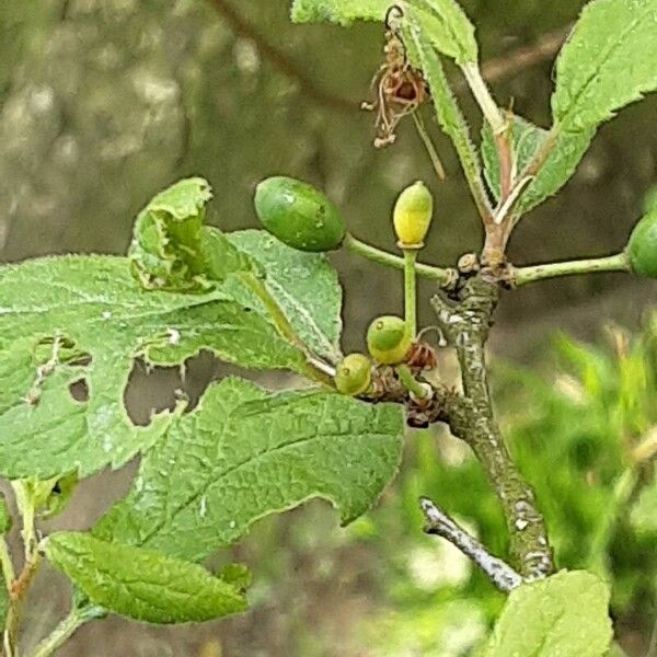 Prunus × fruticans Плод