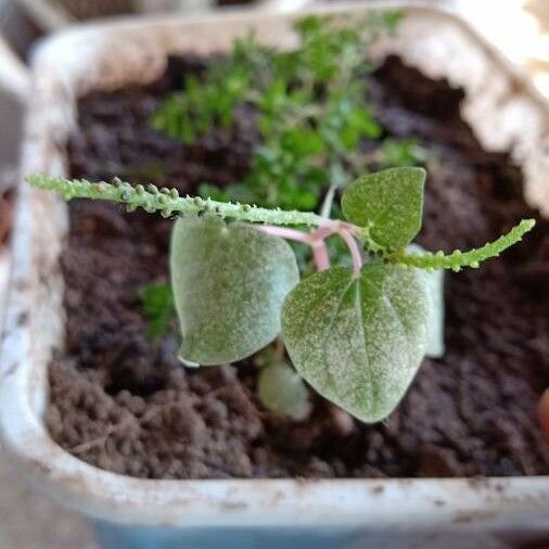 Peperomia pellucida Fruchs