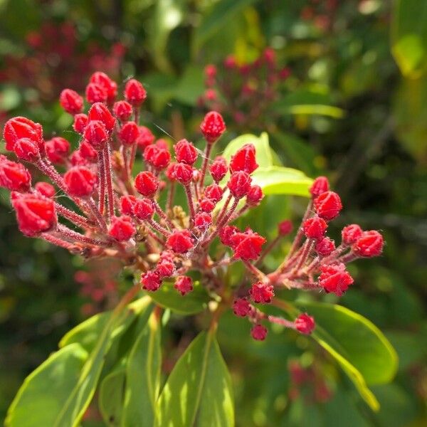 Kalmia latifolia Flor