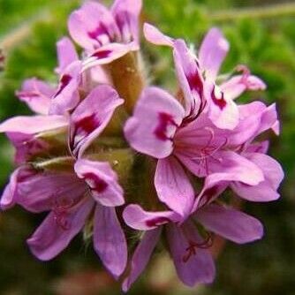 Pelargonium graveolens Flor