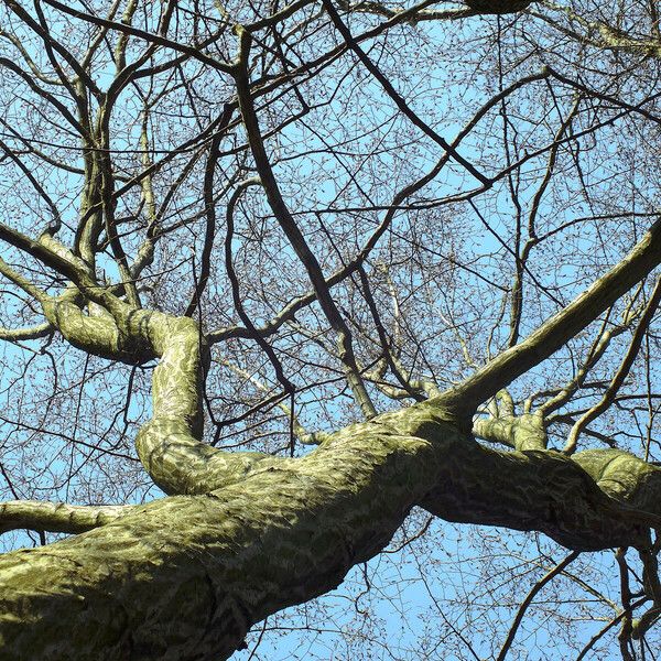 Carpinus betulus Bark