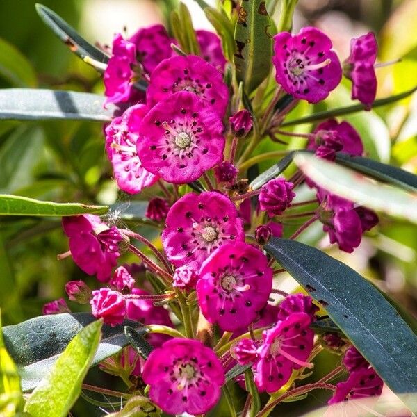 Kalmia angustifolia Kukka