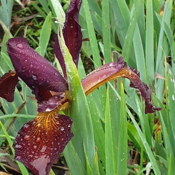 Iris spuria Flower