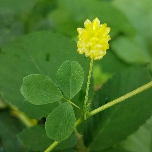 Trifolium campestre Flower