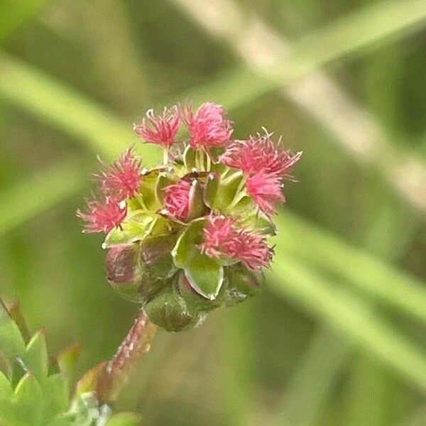 Sanguisorba minor പുഷ്പം