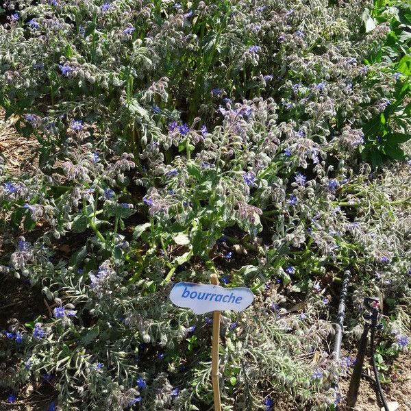 Borago officinalis Habit