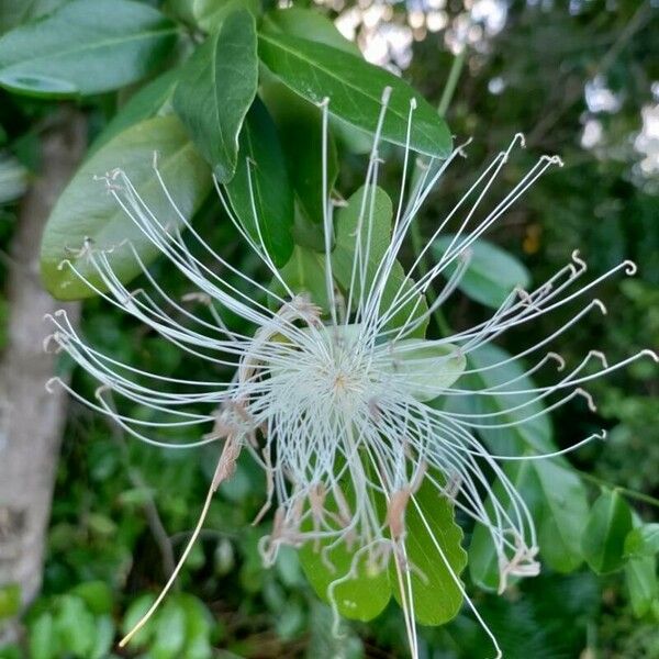 Morisonia flexuosa Blomst