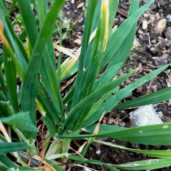 Avena sativa Blatt