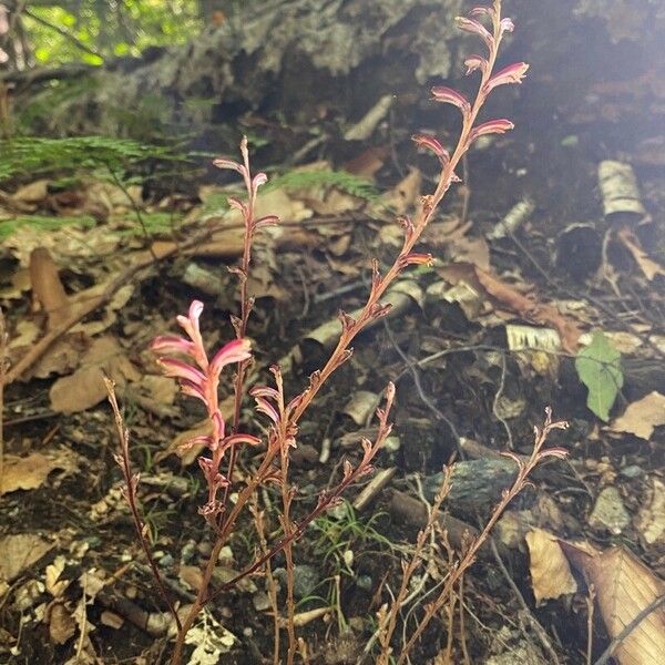 Epifagus virginiana Habit