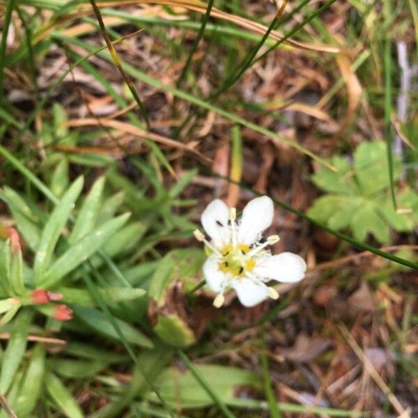 Parnassia fimbriata Lorea