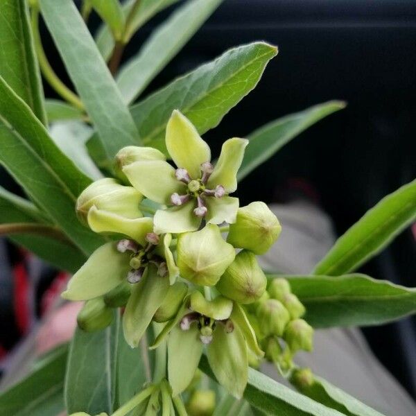 Asclepias viridis Kukka