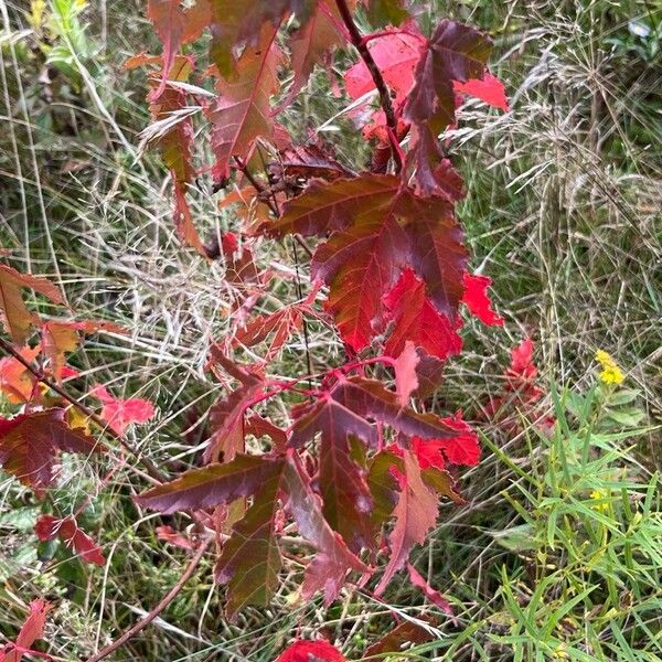 Acer tataricum List