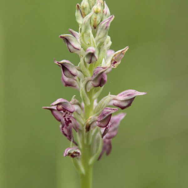 Anacamptis coriophora Žiedas