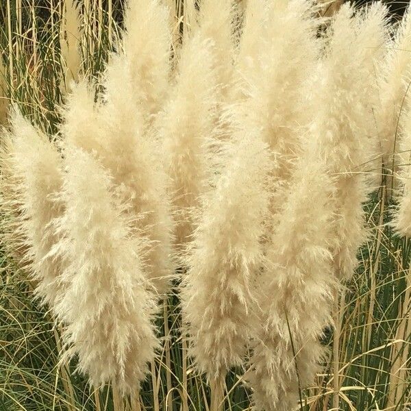 Cortaderia selloana Žiedas