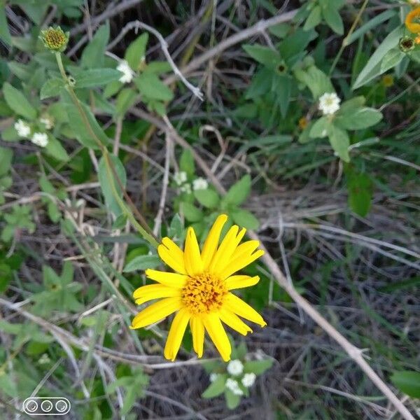 Aspilia mossambicensis Flower