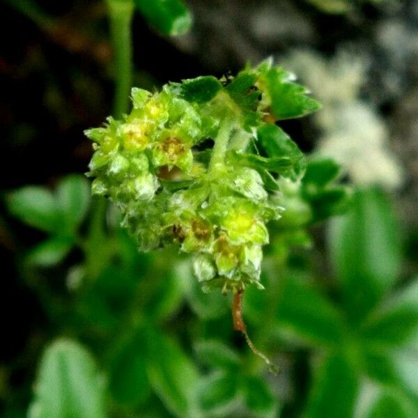 Alchemilla saxatilis फूल