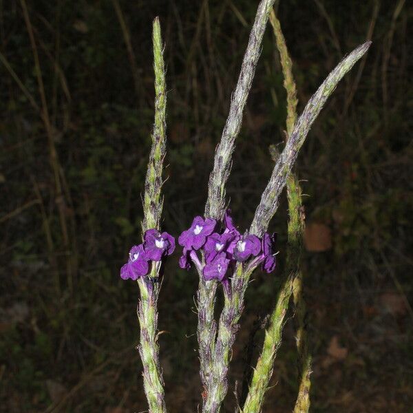 Stachytarpheta jamaicensis Λουλούδι