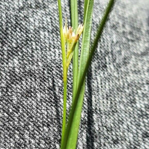 Juncus filiformis Kwiat