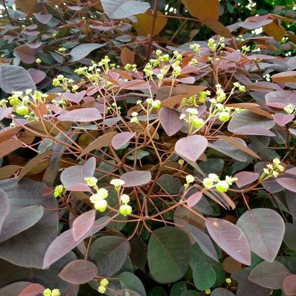 Euphorbia cotinifolia 葉