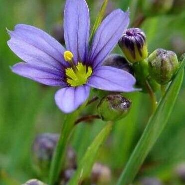 Sisyrinchium angustifolium Žiedas