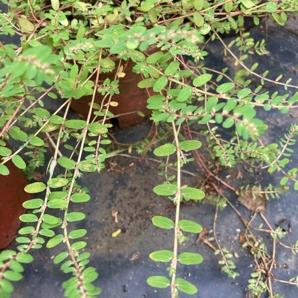 Euphorbia thymifolia Foglia