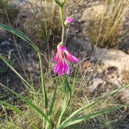 Gladiolus italicus 形態