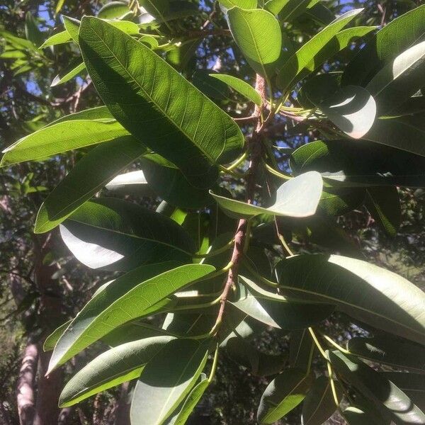 Ficus salicifolia Leht