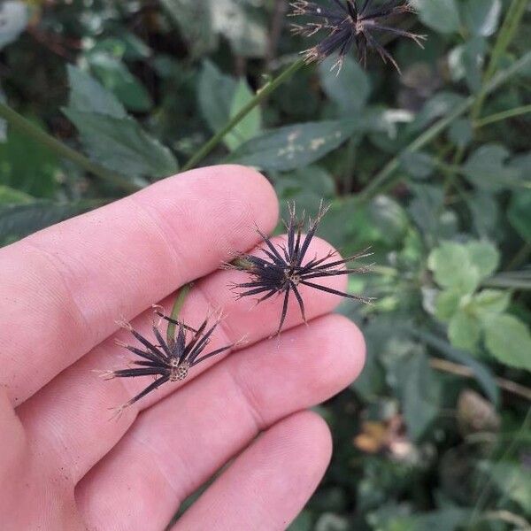 Bidens pilosa Frukto