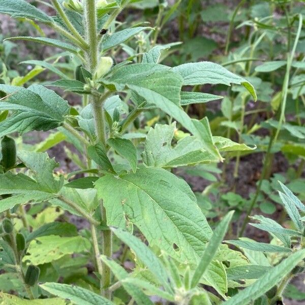 Sesamum indicum Leaf