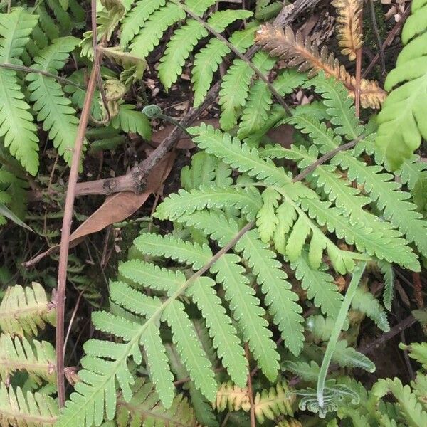 Arthropteris orientalis Blad