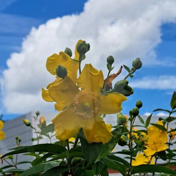 Hypericum patulum Flor