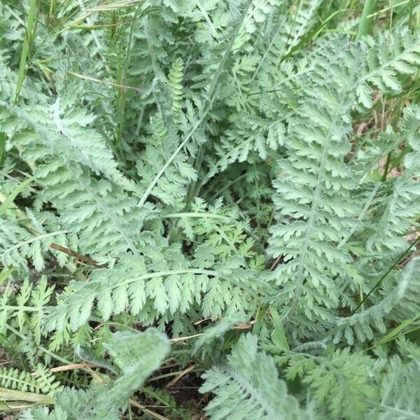 Achillea filipendulina পাতা