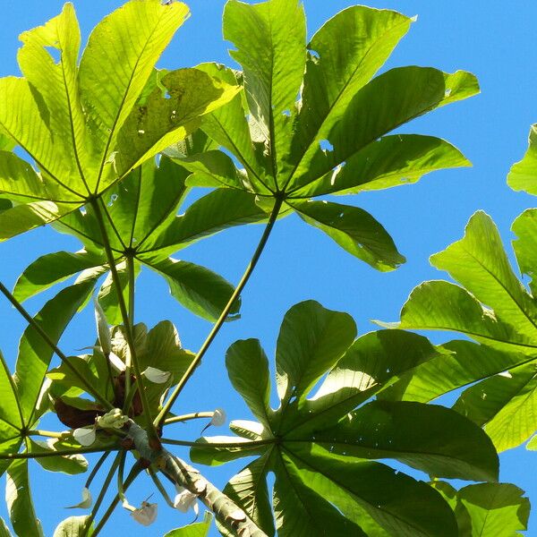 Cecropia peltata পাতা