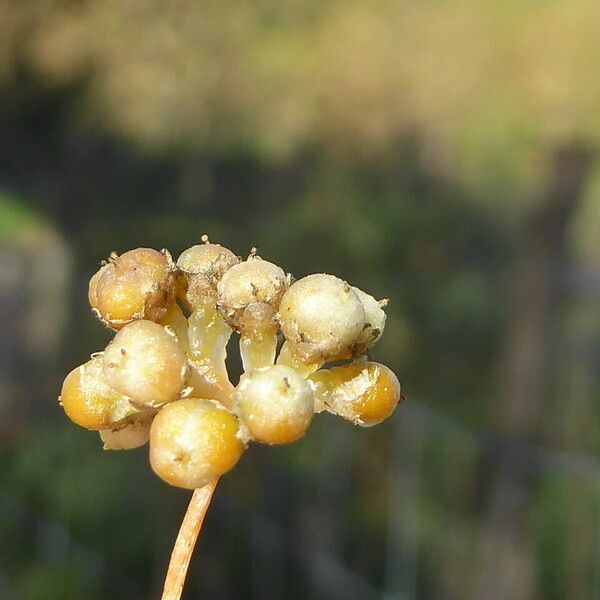 Cuscuta europaea Φρούτο