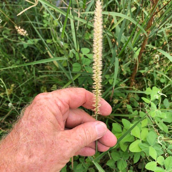 Cenchrus pedicellatus عادت داشتن