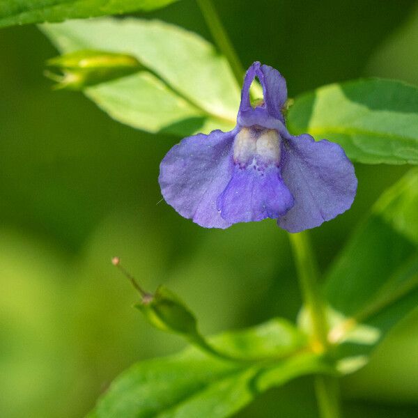 Mimulus ringens Bloem