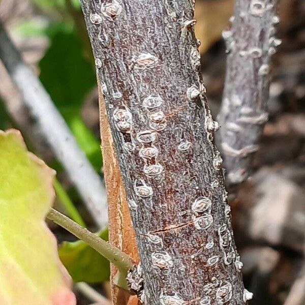 Ribes aureum Casca