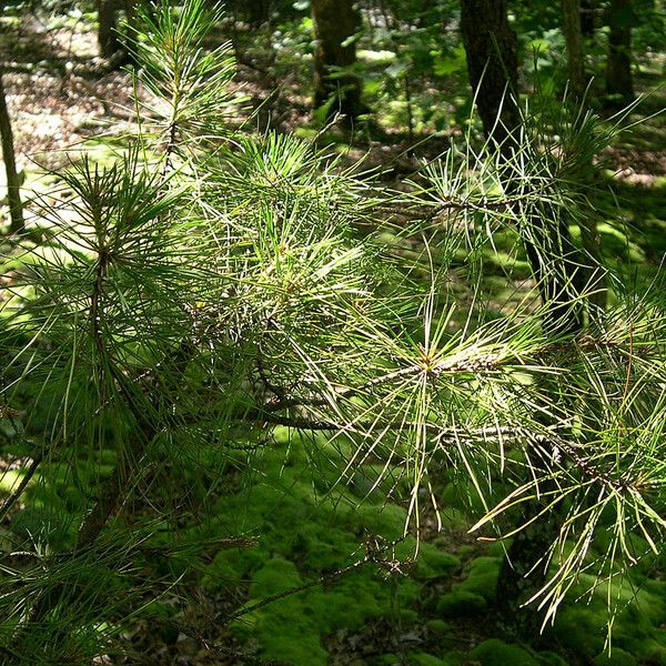 Pinus echinata Habitus