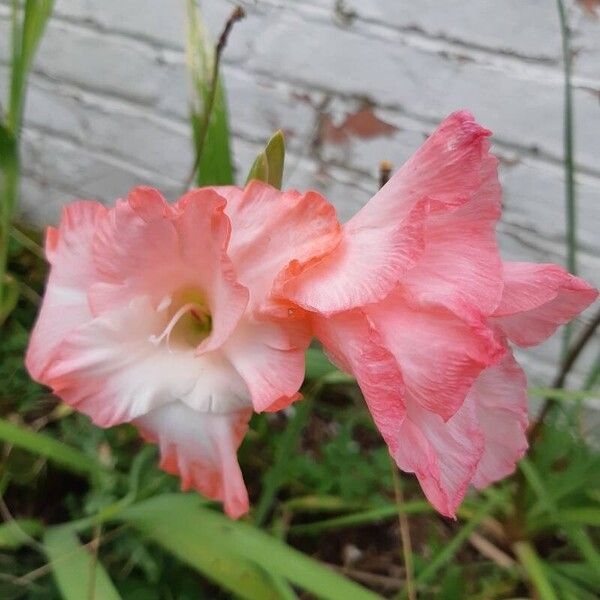 Gladiolus communis 花