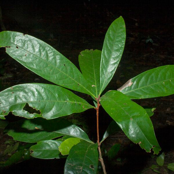 Aniba citrifolia Levél