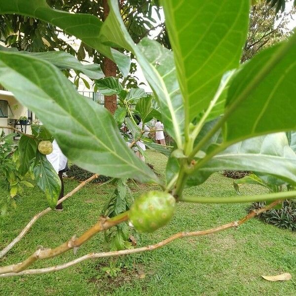 Morinda citrifolia Fruit