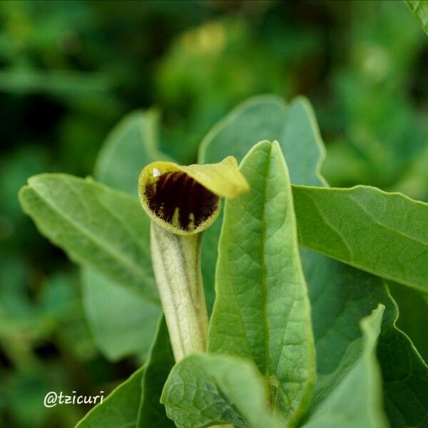 Aristolochia paucinervis Bloem