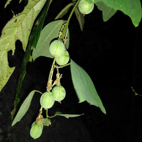 Passiflora biflora Plod