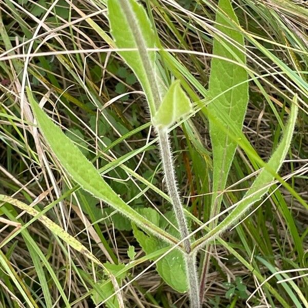 Knautia arvensis Leaf