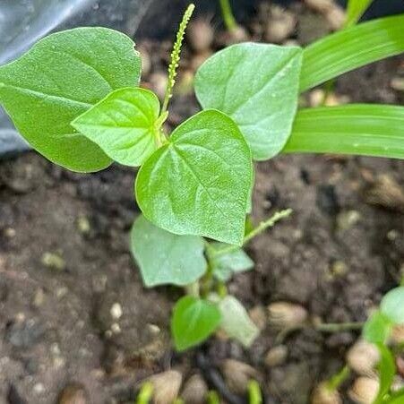 Peperomia pellucida 葉