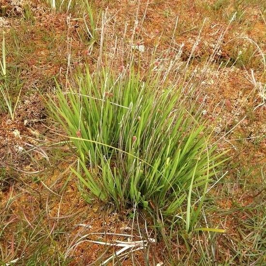 Triantha glutinosa Plante entière