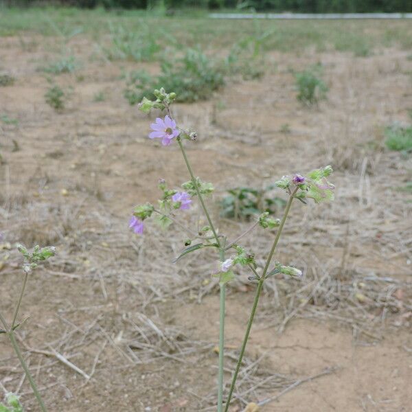 Mirabilis albida Habit