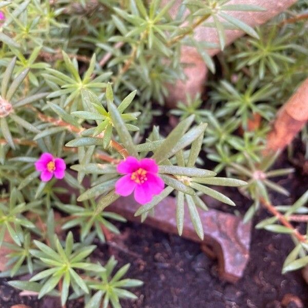 Portulaca pilosa Flor