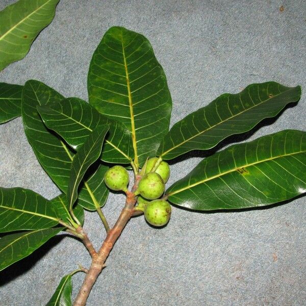 Ficus crocata ᱮᱴᱟᱜ